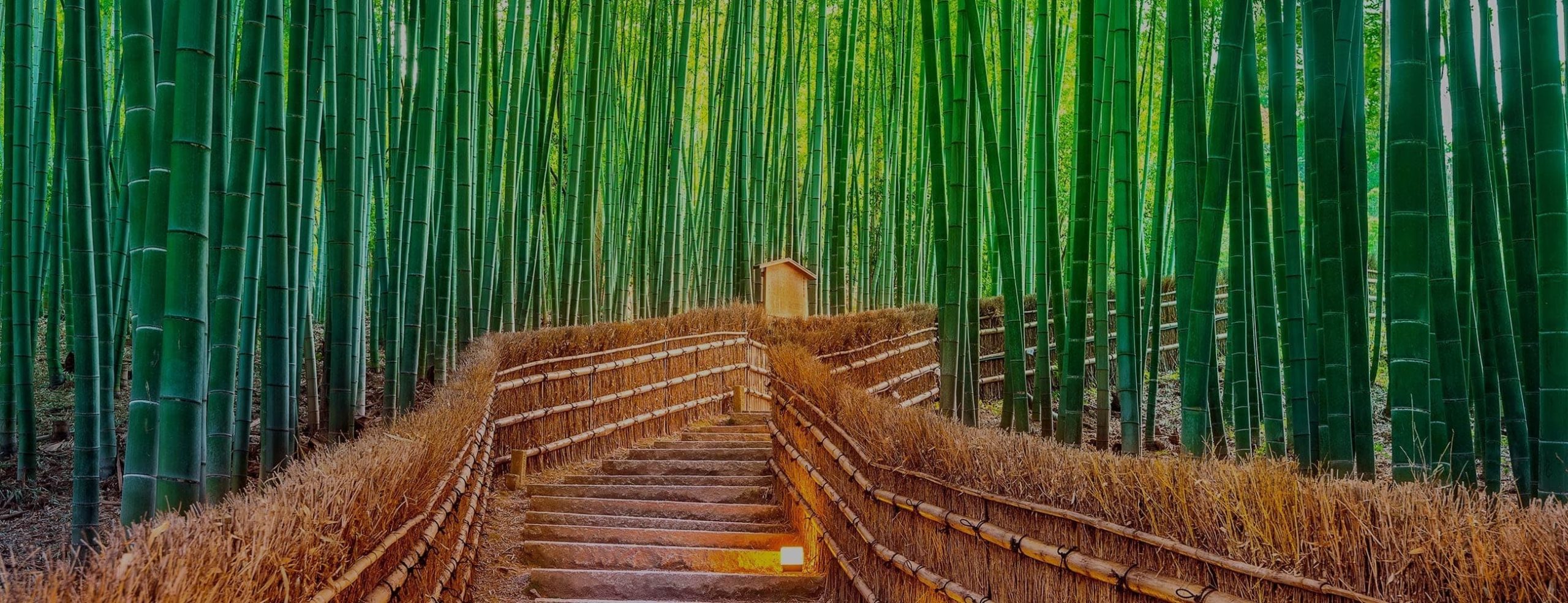 bamboo forest with walkway